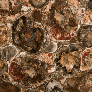 Petrified stone colour slab Sandton